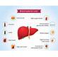 Healthy Liver Weight Loss